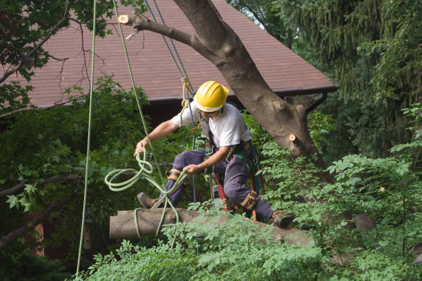 How Our Tree Care Process Works  in  Chicago Ridge, IL